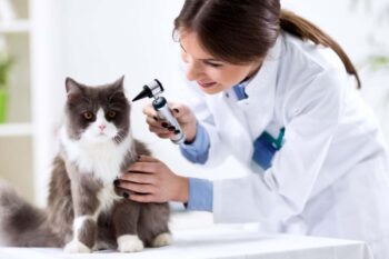 veterinario